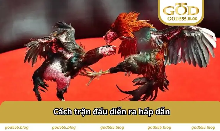 Cách trận đấu diễn ra hấp dẫn