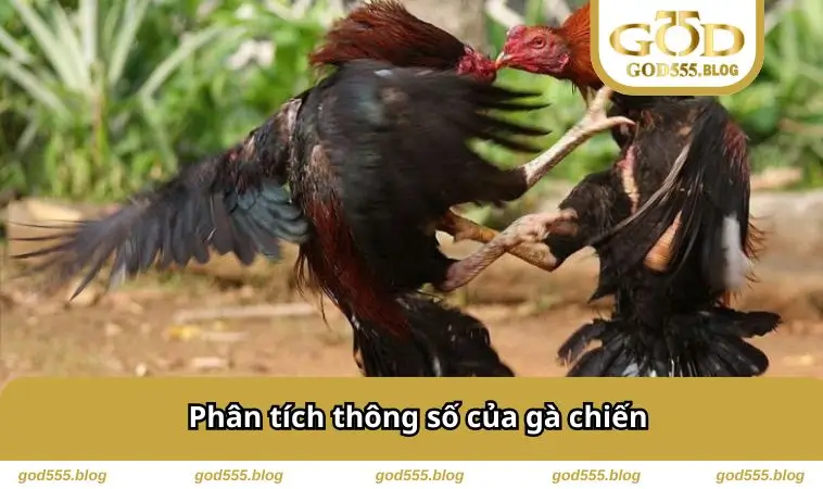 Phân tích thông số của gà chiến