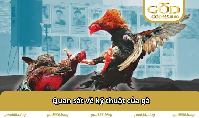 Quan sát về kỹ thuật của gà
